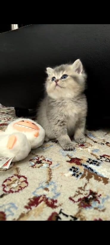 bala pişik şəkilləri: Britan — 3