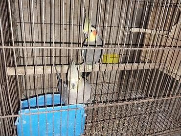 danisan qus: Korella tutuquşu. 1 cut maya korella 70 azn 4 erkek korella — 3