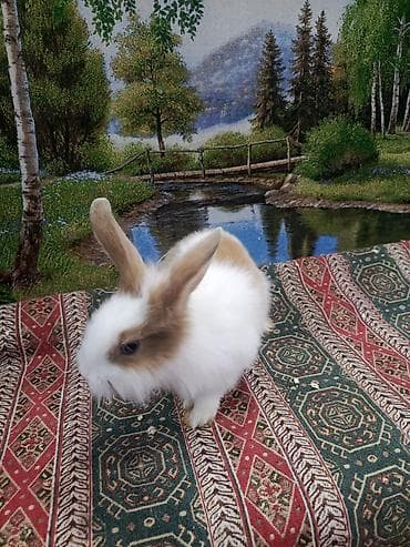 BMW: Dovşan Ag kariçni Yarı cırtdan çox gözəl Sort dovşandı. Şəkillərdə — 7