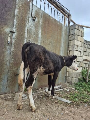 cins inekler azerbaycanda: Təmiz cins danadı dişidi — 3