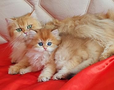 pişik sudu: Erkək, Ünvandan götürmə — 10