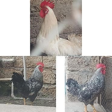 Məişət təsərrüfatı üçün xoruzla - Ağ rəngli iri xoruz: hündür boy