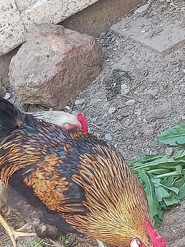 qoyun əti: Salam cavan, sağlam xoruzdu 11 ayliqdi banliyir, xoruz luq edir — 7