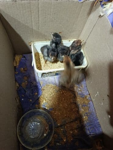 Гуси: Куриные цыплята, Для мяса — 7