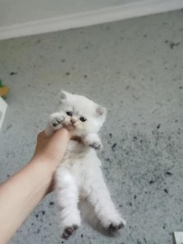 pişim: Şotland yastı qulaq — 5