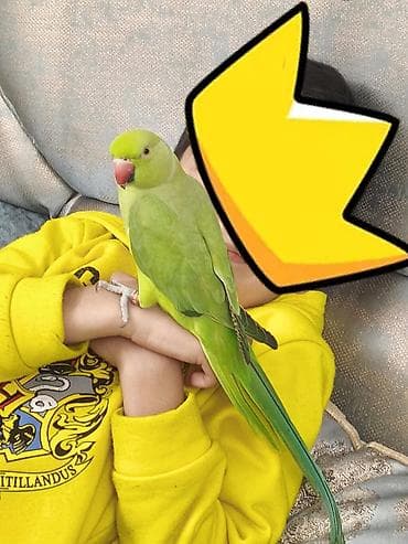 eşşək şəkilləri: Məhsul: Yaşıl Halsiz İsgəndər tutuquşusu (Ringneck Parakeet) Təsvir — 3