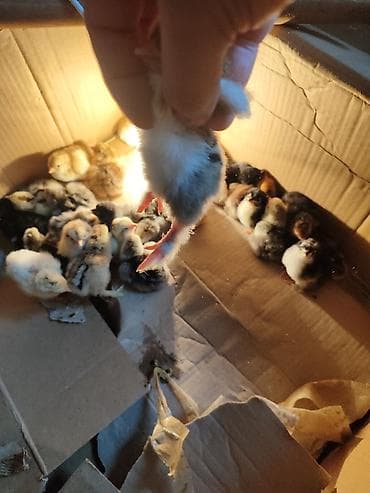 Müxtəlif rənglərdə cücələr. Qəhvəyi, sarı və qarışıq lələk rənglərinə