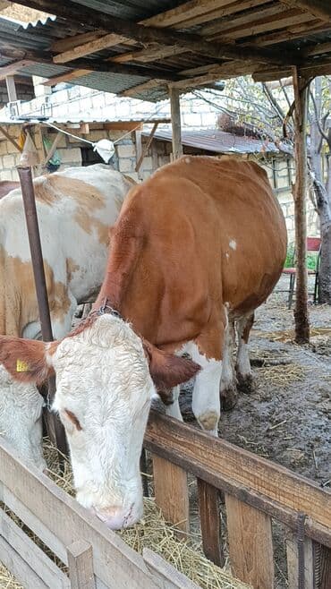 Dişi, Simental, il: 3, Südlük