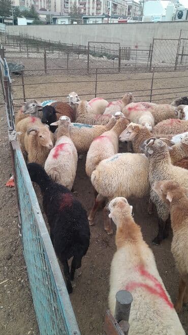 рынок животных в баку: Erkək, il: 8, 55 kq, Damazlıq, Ünvandan götürmə — 2