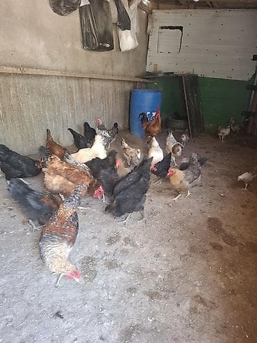 heyvan qəfəsi: 10 toyug 10 manatdan 1 xoruz 25 m 14 colpa 7 m 1 toyug 6 balsiyla 25 — 5