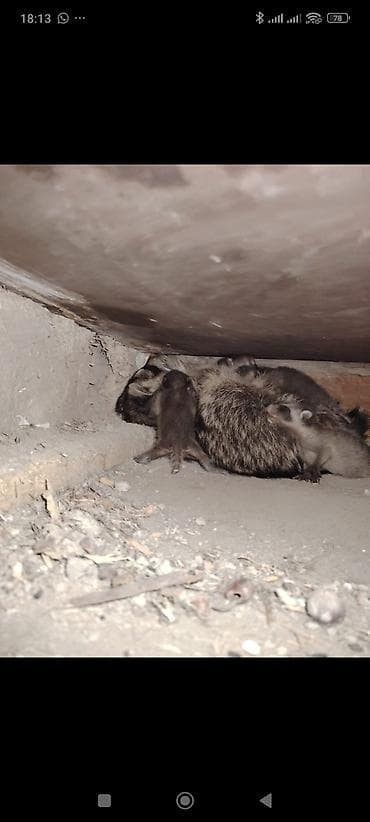 Yenot satılır rucnoy cütdü tək təkdə olar
elə öyrəşmiş yenotlar