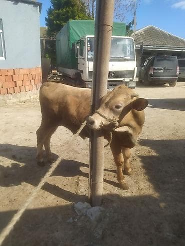 keçi: Inəklər, öküzlər — 7