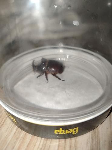 it ucuz: Məhsul: Buynuzlu qaraqabıq böcəyi (Coleoptera, “kərgədan böcəyi” tipi) — 4