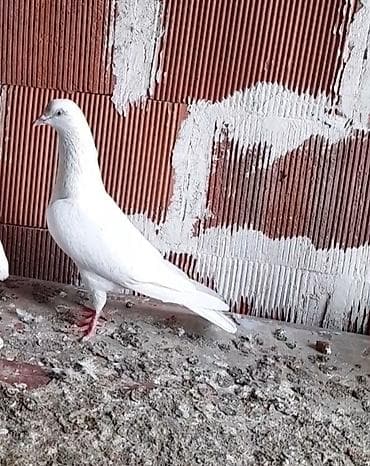 göyercin: Erkey 15 tuk tutulmadi — 1