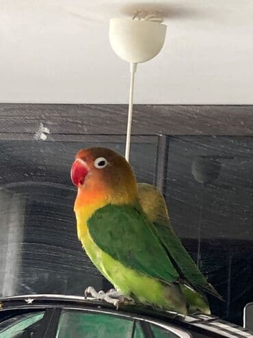 лоток для кошек баку: Gözel quşdur — 3