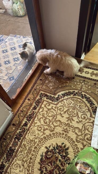 сколько стоит щенок акита ину: Пудель, 8 месяцев, Самка, С родословной, Самовывоз, Бесплатная доставка — 4