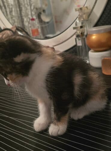 pişik biti: Dişi, Yaxşı əllərə — 3