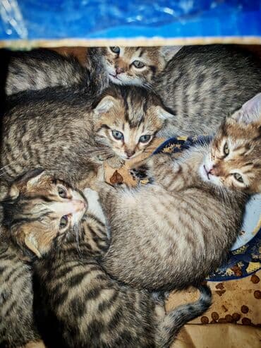 malta balonka: Yaxşı əllərə — 7