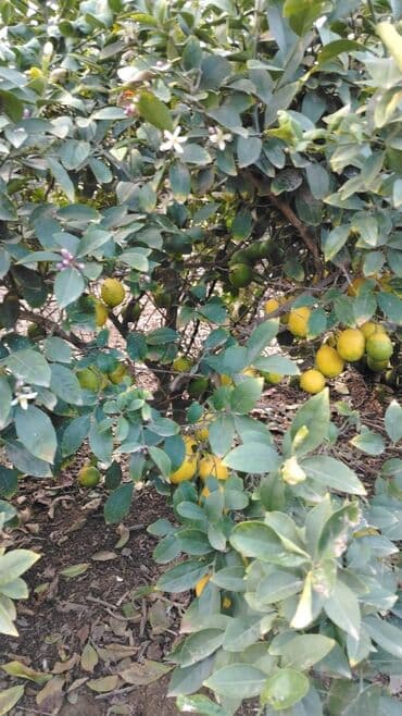 tikanlı bitkilər: Super limon irili xirdalı bir yerdən 0.20qəp — 1