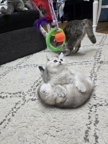 Şotland, Ünvandan götürmə