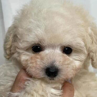 померанский шпиц: Pudel, 2 ay, Dişi — 1