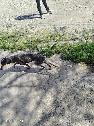 balaca pisik sekilleri: It it: Ov iti (ehtimalən qarışıq cins, qara-boz “merle” naxışlı xəz) — 3