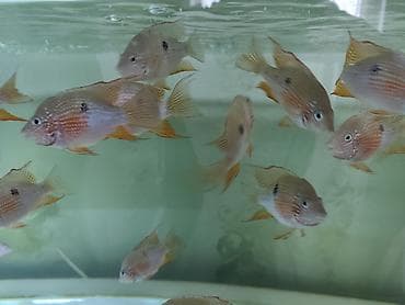 bala itler: Eliot balığı, Yırtıcı, Ünvandan götürmə, Ödənişli çatdırılma — 3