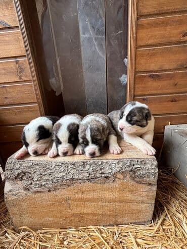 siam pişiyi qiyməti: Alabay, 1 ay, Peyvəndli — 2