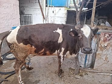 Eşşəklər: Boqazdi 6 ayi tamamdi 4 cu qarina dogacaq alan olsa razilawma olacaq — 4