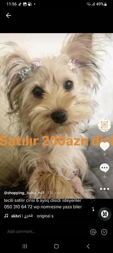 Yorkşir teryer, 6 ay, Dişi — 1