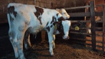 bal arsı: Salam simtal altında ikidənə əkiz balayana bir ərkəy bir dişi 3 aylığ — 5