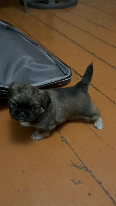 afcarka balaları: Pekines, 1 ay, Dişi — 2