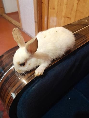 dovşan: Ev dovşanları – balalar və ana dovşan Xüsusiyyətlər: - Ağ və — 3