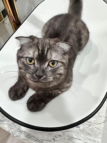 Şotland yastı qulaq, Erkək, Yaxşı əllərə, Ünvandan götürmə