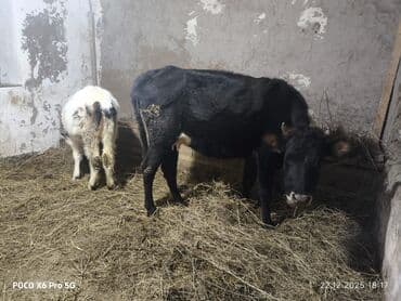 jako tutuquşusunun digər adı: Məhsul: İnək və bala (dana) Təsvir: - Şəkildə iki baş heyvan təqdim — 2