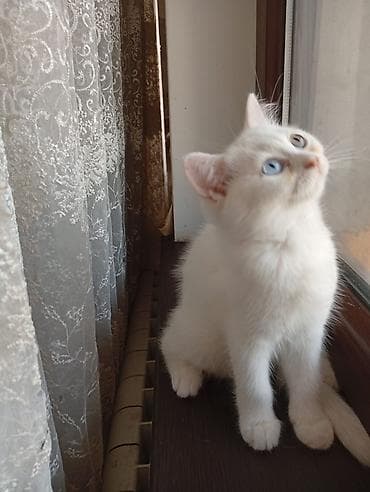 Yaxşı əllərə — 4