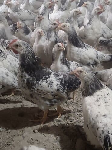 С/х животные и товары: Куриные цыплята, Для мяса, Самовывоз, Платная доставка — 1
