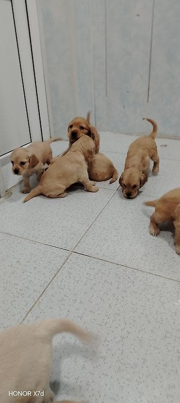 xaski itləri: Koker spaniyel — 2