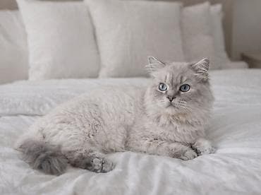 pers pişiyi: Şinşilla, Erkək, Cütləşmə üçün, Pulsuz çatdırılma — 8