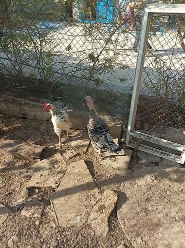 quşlar: Satılır ana hindusqalar 5 dene bala hindusqalar 12 dene cuceler 2 — 6