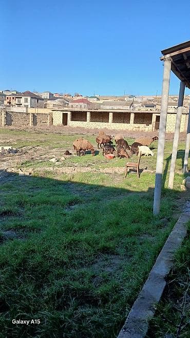 anaskinde heyet evleri: Tikinti — 3