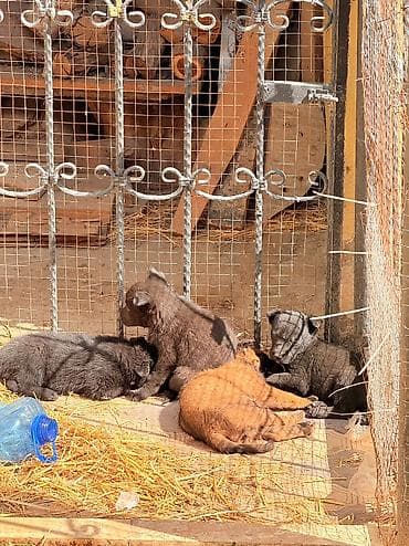 xaski balasi satilir: Belçika çoban iti, 1 ay, Dişi, Peyvəndli, Pulsuz çatdırılma — 4