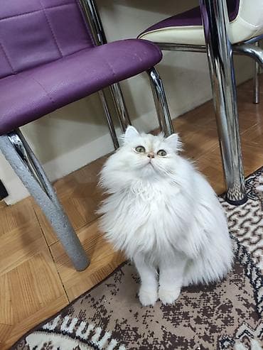 pişik paltarları: Şinşilla — 2