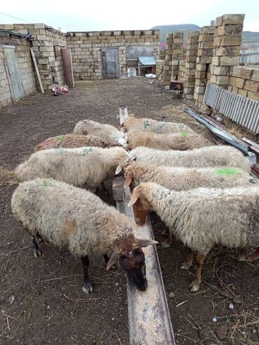 setteri it cinsinin digər adı: 9 qoyun 3 balalı qalanı boğaz sağlam heyvanlardı VATSAP 0503938685 — 5