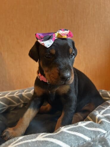 шпиц цена в баку: Доберман, 1 месяц, Самка, С родословной, Самовывоз — 7