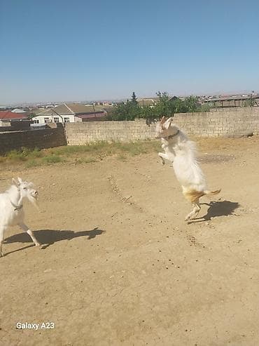 keçi qoyun: Məhsul: Ağ rəngli keçilər (2 baş) Təsvir: - Şəkillərdə görünən ağ — 6