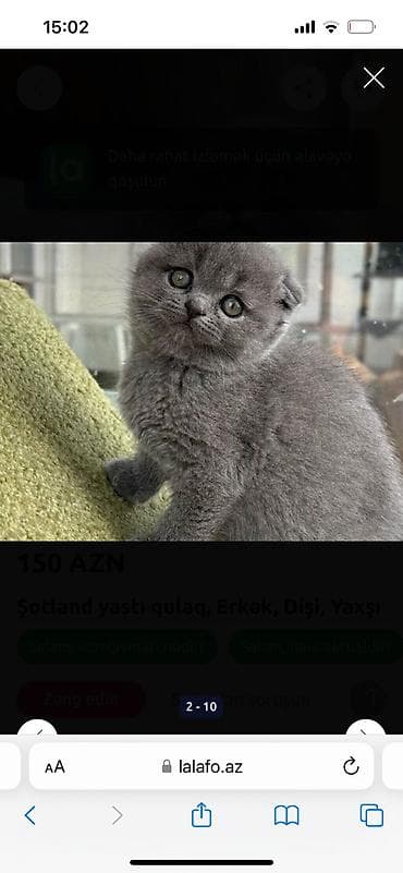 heyvan bazari: Boz tüklü balaca pişiklər - Qısa tüklü, yeknəfəsliklə boz (mavi) — 8