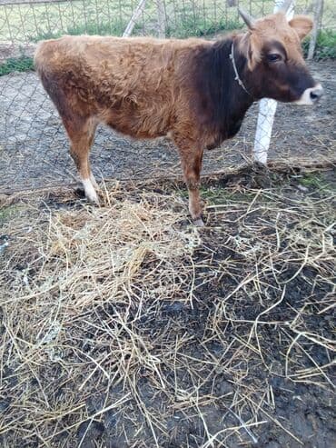 Hevan disdi superi bordağa damazdiqa yaraldi ciddi şexsler zeng vursun lalafo.az -da Hevan disdi superi bordağa damazdiqa yaraldi ciddi şexsler zeng vursun