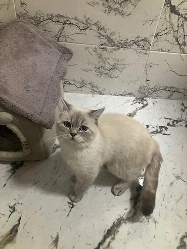 pisik cutlesme: Britan — 5