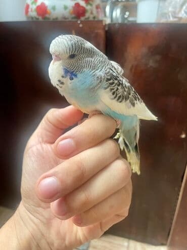 amerika devequsu haqqinda melumat: Bülbül (dalmatin naxışlı, mavi-ağ rəng çaları) – əhliləşdirilmiş — 4